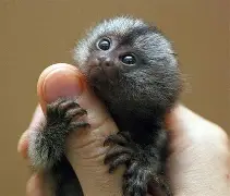 jiuyou网页登录-巨型一号sgtg糖甘浣